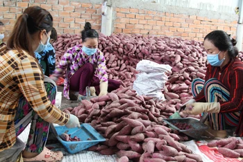 Khoai lang tím Nhật tại huyện Bình Tân, tỉnh Vĩnh Long đang bị ế hàng, rớt giá thê thảm do ảnh hưởng của dịch bệnh Covid-19. 