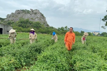 Công nhân của công ty cổ phần nông nghiệp công nghệ cao Thăng Long đang chăm sóc vùng nguyên liệu.