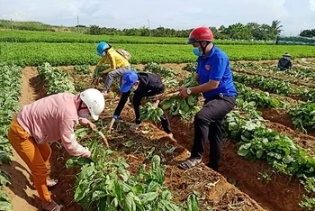 Lực lượng Đoàn thanh niên xã Thừa Đức (huyện Bình Đại) thu hoạch, vận chuyển nông sản giúp người dân.