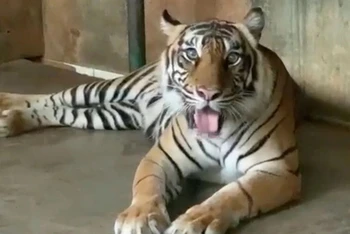 Hổ Tino hồi phục sau khi nhiễm Covid-19 tại vườn thú Ragunan, Jakarta, Indonesia ngày 31/7. (Ảnh cắt từ clip do chính quyền TP Jakarta cung cấp).