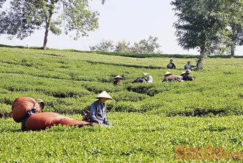 Đồng bào dân tộc thiểu số huyện Thanh Sơn (Phú Thọ) áp dụng khoa học kỹ thuật vào sản xuất nông nghiệp.