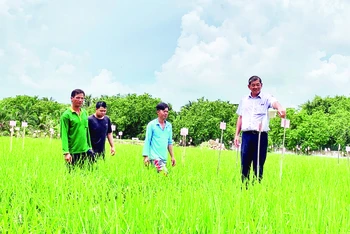 Ông Hồ Quang Cua cùng cộng sự kiểm tra các giống lúa được lai ghép tại Trại Nghiên cứu và Sản xuất giống lúa Hồ Quang.