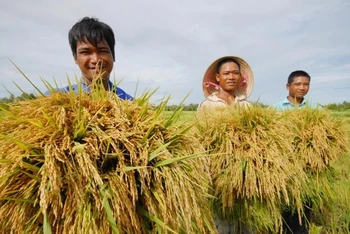 Giá thu mua lúa năm nay giảm sâu, sản lượng thu mua lúa hè thu sụt giảm 20-30%. (Ảnh minh họa, Báo Nông nghiệp Việt Nam)