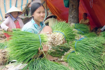 Nguồn cung hành lá dồi dào của huyện Chợ Mới, tỉnh An Giang cần kết nối tiêu thụ. (Ảnh: LÊ HOÀNG VŨ)