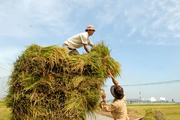 Sản xuất lúa gạo ở các tỉnh phía bắc bảo đảm nguồn cung trong những tháng cuối năm.
