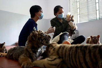 Các cá thể hổ do Công an tỉnh Nghệ An bắt giữ, được Vườn quốc gia Pù Mát chăm sóc, sức khỏe tiến triển tốt. (Ảnh: SVW)