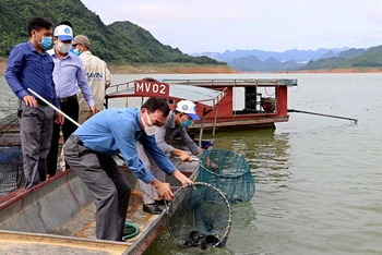 Chi cục thuỷ sản Hoà Bình và các tổ chức cá nhân đang thả cá tại lòng hồ Hoà Bình. 
