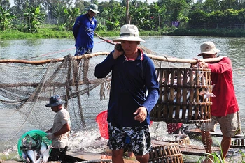 Thu hoạch cá tra tại TP Cần Thơ. Ảnh: THANH TÂM 