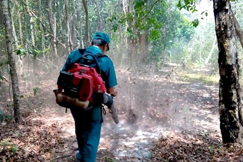 Cán bộ Khu Bảo tồn thiên nhiên Tà Kóu, huyện Hàm Thuận Nam (Bình Thuận) dùng máy thổi dọn băng nhằm giảm nguy cơ cháy lan rộng. Ảnh: ĐÌNH CHÂU