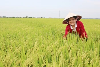 Giống lúa ĐD 2 được Trung tâm Giống cây trồng - vật nuôi Quảng Trị (Việt Nam) liên kết sản xuất phục vụ nhu cầu giống chất lượng cao cho nông dân. (Ảnh: Lâm Quang Huy)