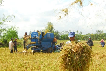 Các tỉnh đồng bằng sông Cửu Long đang đẩy mạnh thu hoạch lúa hè thu. (Ảnh: THANH VŨ)