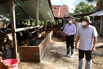 Lãnh đạo UBND tỉnh Tiền Giang và ngành nông nghiệp đến kiểm tra một đàn bò bị bệnh viêm da nổi cục ở xã Song Bình (huyện Chợ Gạo).