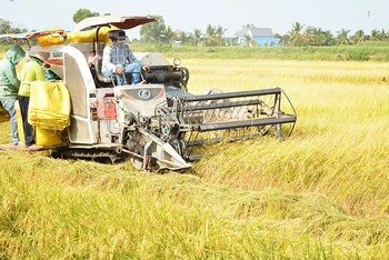 Nông dân huyện Gò Quao (Kiên Giang) thu hoạch lúa hè thu.