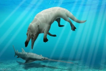 Hình ảnh minh họa về loài cá voi bốn chân sống cách đây hơn 43 triệu năm. (Ảnh: Robert W. Boessenecker)