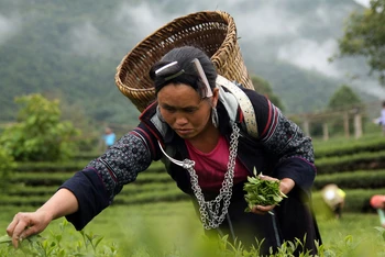 Chè là một trong những sản phẩm nông nghiệp chủ lực đem lại thu nhập, ổn định cuộc sống cho hàng nghìn hộ nông dân Lai Châu.