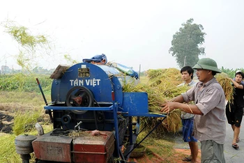 Nông dân huyện Hoài Đức, thành phố Hà Nội thu hoạch lúa. (Ảnh: NGUYỄN QUANG)
