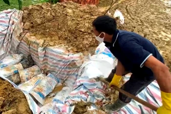 Người dân thôn Thanh Hồng 7, xã Thanh Chăn, huyện Điện Biên, tiêu hủy lợn bệnh.