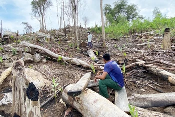 Một trong những vị trí rừng phòng hộ đầu nguồn sông Trà Bương tại thôn Tân Thành, xã Sơn Hội, huyện Sơn Hòa vừa bị chặt phá còn ngổn ngang cây rừng.