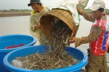 Nguồn tôm nguyên liệu trong thời gian tới sẽ rất khó khăn và đứng trước nguy cơ bị thiếu.