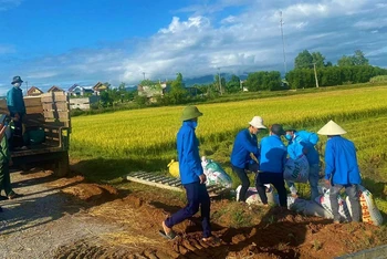 Đoàn viên, thanh niên xã vạn Trạch, huyện Bố Trạch giúp người dân vùng phong tỏa thu hoạch lúa hè thu.