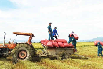 Đoàn thanh niên và dân quân tự vệ xã Phước Hậu, huyện Ninh Phước, tỉnh Ninh Thuận thu hoạch lúa giúp người dân thôn Hiếu Lễ. 
