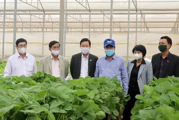 Đồng chí Trần Đức Quận (thứ hai, bên trái) và lãnh đạo tỉnh Lâm Đồng thăm trang trại trồng dâu tây công nghệ cao tại huyện Lạc Dương, Lâm Đồng.
