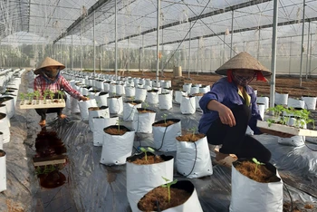 Mô hình trồng dưa lưới ứng dụng công nghệ cao của Hợp tác xã rau quả sạch Chúc Sơn, huyện Chương Mỹ, Hà Nội.