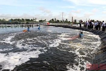 Ngành thủy sản có nguồn phụ phẩm rất phong phú, có giá trị kinh tế cao khi chế biến. Ảnh: Nguyễn Phong