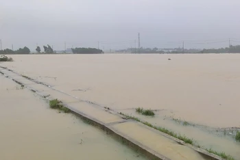 Hàng trăm ha lúa hè thu ở Quảng Ngãi ngập chìm trong nước.