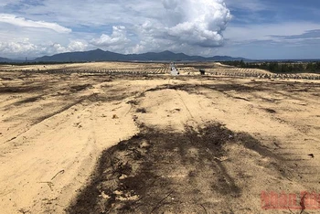 Hơn 5,2 ha rừng dương bị tàn phá, san phẳng tại xã Mỹ An, huyện Phù Mỹ, tỉnh Bình Định.