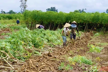Nông dân huyện Bố Trạch (Quảng Bình) thu hoạch sắn nguyên liệu vùng bị ngập nước