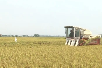 Nông dân Điện Bàn dùng máy gặt đập liên hợp thu hoạch lúa hè thu.