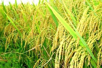 Khu vựcĐBSCL đứng trước nguy cơ thiếu lúa giống cho vụ sản xuất vụ Đông Xuân 2021-2022.