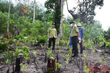 Khu vực chặt phá rừng đã bị khởi tố tại Tiểu khu 162, thôn Tân Thành, xã Sơn Hội, huyện Sơn Hòa.