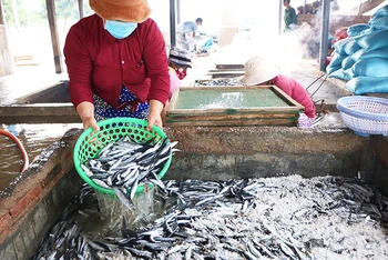 Cá tươi được vận chuyển từ Cảng cá Mỹ Tân, xã Thanh Hải, huyện Ninh Hải (Ninh Thuận) về, các lò hấp cá đưa ngay vào bể ướp có muối để rửa sạch trước khi đưa vào lò hấp.