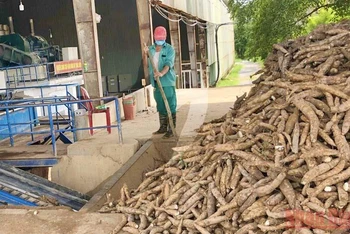 Các nhà máy chế biến tinh bột sắn tại Quảng Bình bắt đầu hoạt động trở lại.