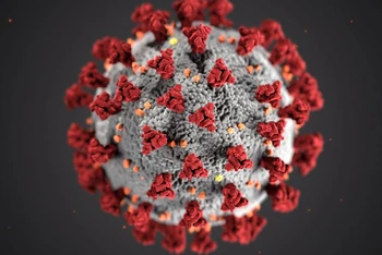 Virus Corona. (Ảnh minh họa: CDC)