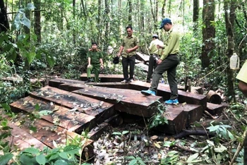 Lực lượng chức năng kiểm tra hiện trường vụ vi phạm về khai thác bảo vệ rừng và lâm sản tại Tiểu khu 224, xã Phú Sơn, huyện Lâm Hà.