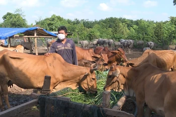 Đàn trâu bò của một hộ dân ở huyện Lộc Ninh, Bình Phước.