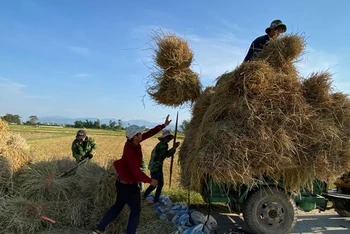 Nông dân xã Thanh Hưng (huyện Điện Biên) thu hoạch lúa trên những thửa ruộng đã hoàn thành dồn điền đổi thửa.