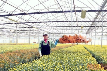 Hệ thống vận chuyển hoa hiện đại tại trang trại của Công ty Dalat Hasfarm (Lâm Đồng) giúp giải phóng sức lao động cho công nhân trong thu hoạch.