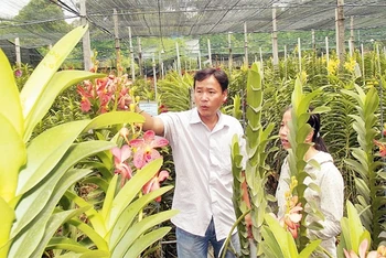 Vườn trồng lan cấy mô tại Khu nông nghiệp công nghệ cao Củ Chi, TP Hồ Chí Minh.