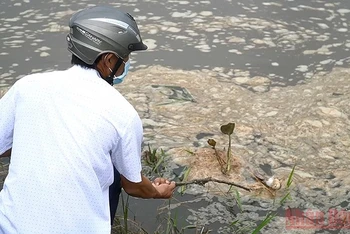 Cá chết bất thường nổi trên sông Hầm Giang.