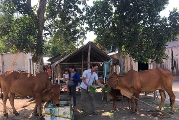 Nông dân Khmer ở huyện Tân Châu nuôi bò.