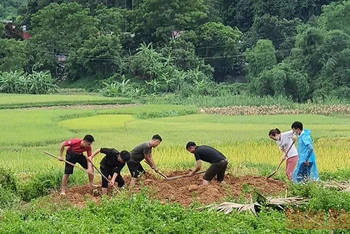 Cán bộ thú y và người dân xã Ngọc Đường, TP Hà Giang tiêu hủy lợn bị bệnh.