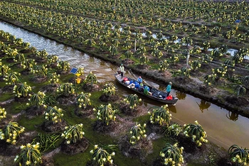 Một vùng trồng thanh long theo tiêu chuẩn Global GAP ở xã Thạnh Tân (huyện Tân Phước).