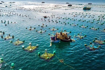 Mục tiêu đến năm 2030, diện tích nuôi biển đạt 300 nghìn ha, thể tích lồng nuôi 12 triệu m3, sản lượng nuôi biển đạt 1,45 triệu tấn. (Ảnh minh họa: TTXVN)