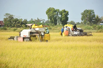 Kiên Giang phấn đấu vượt sản lượng lúa 4,5 triệu tấn trong năm 2021.