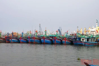 Tàu thuyền đang neo đậu trong khu vực Cảng cá Quy Nhơn, tỉnh Bình Định. 