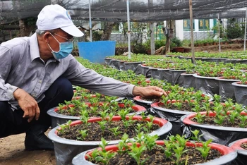 Ông Trương Văn Nhung, ấp Hội Gia, xã Mỹ Phong, TP Mỹ Tho (Tiền Giang) chăm sóc số ít hoa cúc Hà Lan mà gia đình trồng được.